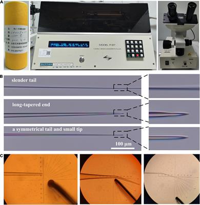 High-Survival Rate After Microinjection of Mouse Oocytes and Early Embryos With mRNA by Combining a Tip Pipette and Piezoelectric-Assisted Micromanipulator